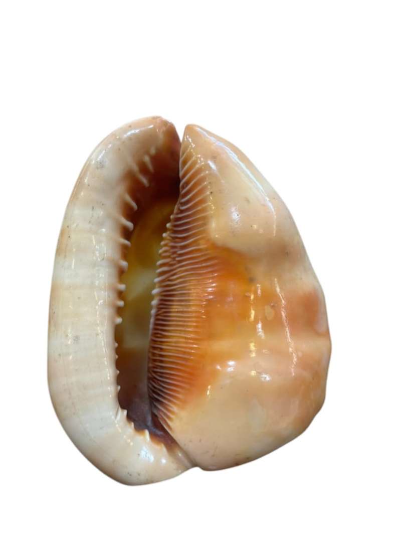 FIGURA DE LA VIRGEN TALLADA EN CARACOL MARINO (CAMAFEO EN CARACOL) - Imagen 4